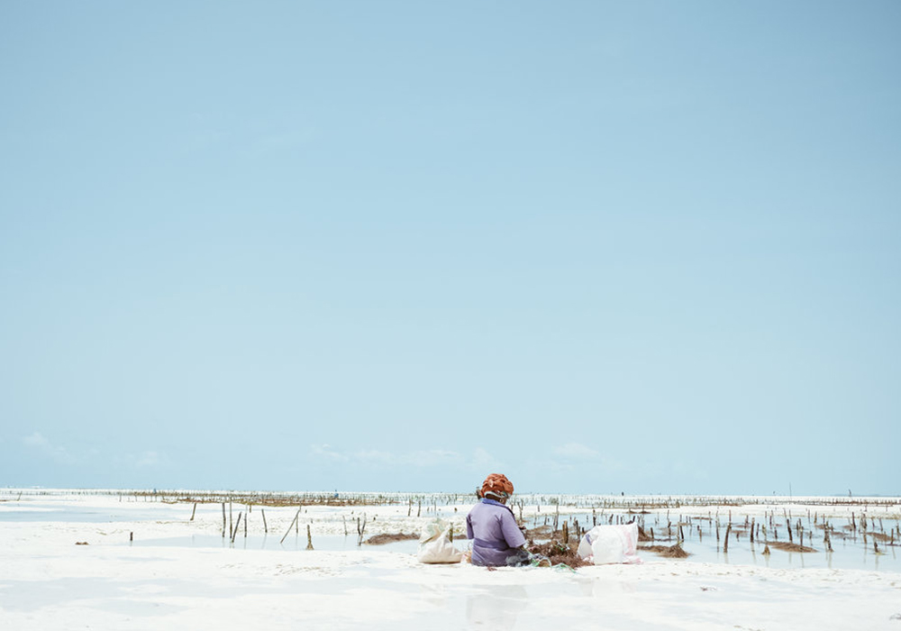 SEAWEED FARMING TOUR