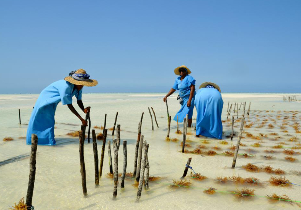 SEAWEED FARMING TOUR