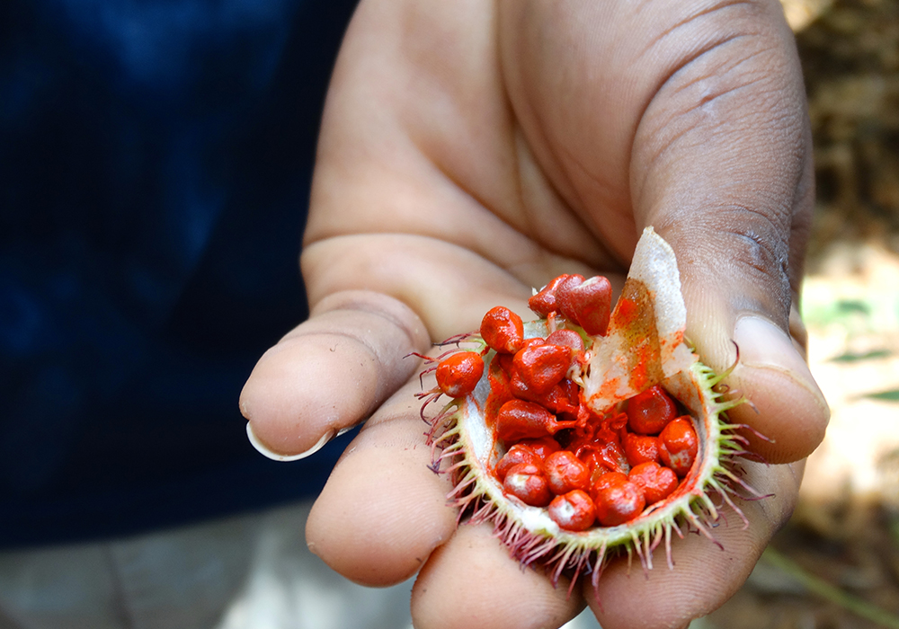 ZANZIBAR SPICE TOUR