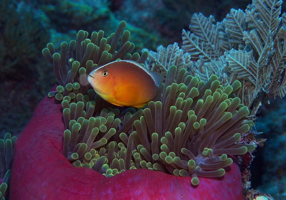 DIVING & SNORKELING IN ZANZIBAR